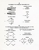 Chromosome breakage diagrams,1950