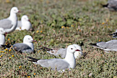 Hautlaub's gulls roosting