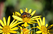 Cape honey bee on coastal ragwort