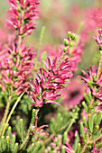 Whorled heath (Erica verticillata)