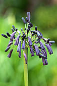 African lily (Agapanthus inapertus)