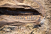 Allosaurus fossil jaws