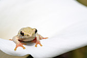 Marbled reed frog on arum lily