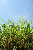 Sugarcane (Saccharum sp.) field