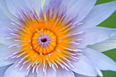 Cape blue water lily (Nymphaea capensis)