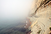 Sea mist and sandstone cliffs