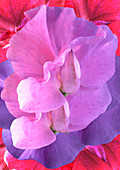 Sweet pea (Lathyrus sp.) flowers