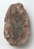 Onychiopsis fern fossilised in siltstone