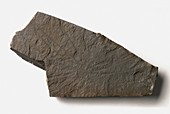 Loganograptus fossil