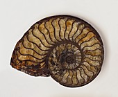 Pyritized Ammonite shell fossil
