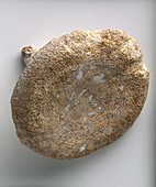 Fossilised lithistid demosponge