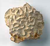 Brain coral fossil