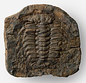 Fossilized Selenopeltis trilobite
