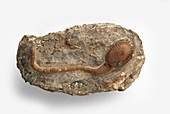 Cystoid fossilised in Wenlock limestone