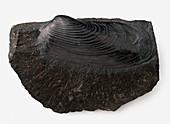 Clam shell fossilised in black limestone