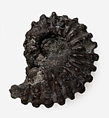 Fossilised ammonite shell