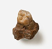Upper molar of extinct Macaca
