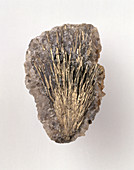 Millerite in calcite groundmass,close-up