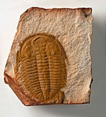 Fossilised Xystridura trilobite
