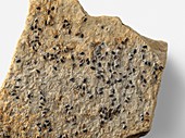 Cyamocypris fossilized in sandstone