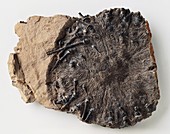 Sea urchin fossilised in limestone