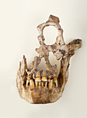 Reconstructed skull of extinct primate