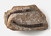 Serupulid worms fossilised in limestone