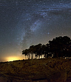 Milky Way over coastal trees