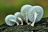 Porcelain fungus