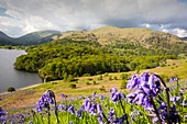 Bluebells growing on Loughrigg Terrace