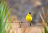 A Black Headed Bunting