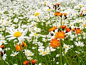 Wild flowers in a meadow