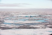 Rotten sea ice at over 80 degrees North