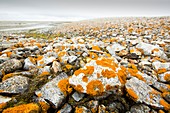 Lichen covered pebbles on a raised beach