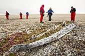 Ancient whale jaw bones on raised beach