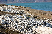 Remains of Beluga Whales