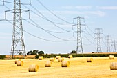 Wheat stubble in a field