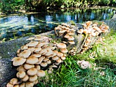 Fungi on a fallen tree branch