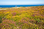 Heather and Gorse flowering