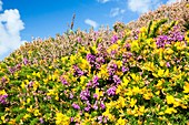 Heather and Gorse flowering