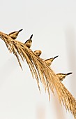 Indian Silverbills on a reed in Delhi
