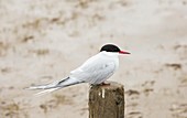 An Arctic Tern (Sterna paradisaea)