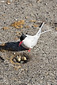 An Arctic Tern (Sterna paradisaea)