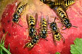 Wasps feeding on an apple