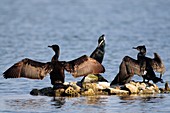 Cormorants drying their wings