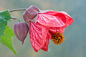 Indian mallow flower