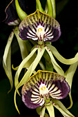 Cockleshell orchid or Clamshell orchid
