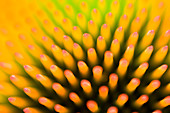 Coneflower abstract