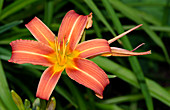Orange day lily Hemerocallis fulva