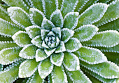 Saxifraga 'Esther' leaves abstract